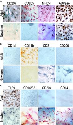 Langerhans Cells From Mice at Birth Express Endocytic- and Pattern Recognition-Receptors, Migrate to Draining Lymph Nodes Ferrying Antigen and Activate Neonatal T Cells in vivo